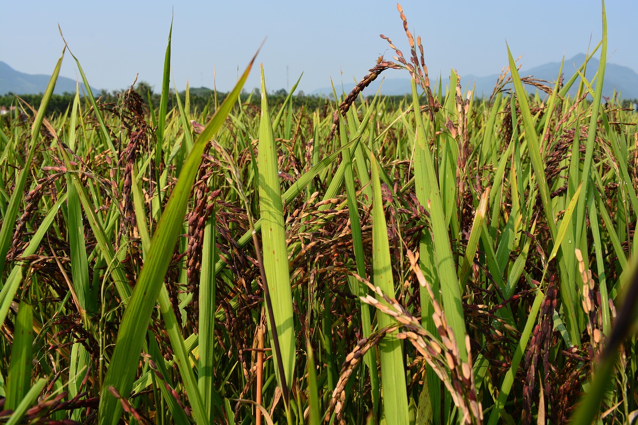 Rice Nutrition Facts: White vs Brown vs Wild Rice Explained